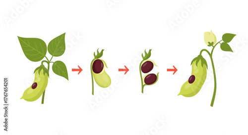 Illustration displaying the seed's developmental stages from plant, through bursting pod showing