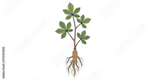 Stylized illustration featuring a ginseng plant against a crisp white backdrop for botanical designs
