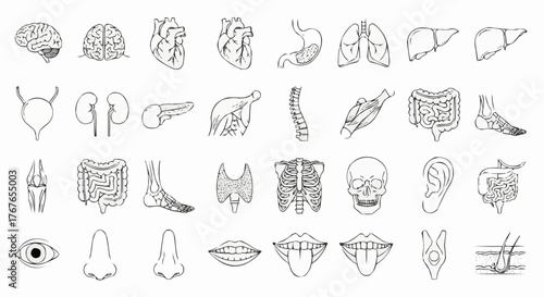 Illustration showing a collection of human organs and body parts in a detailed anatomical style