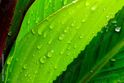 Dew drops on green leaves in the garden.