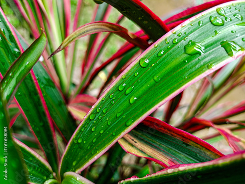 Green and pink leaves with dewdrops in the garden.