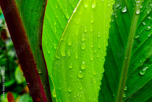 Dew drops on green leaves in the garden.
