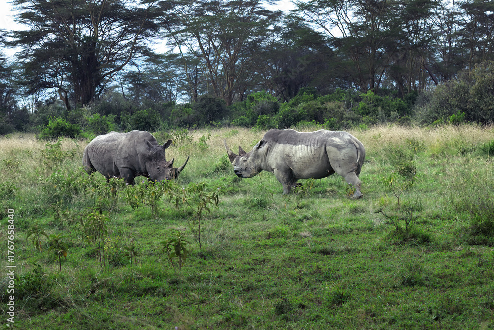 Fototapeta premium Rhinoceroses in the savannah. Kenya