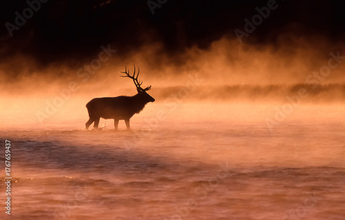 Elk crossing Madison River in Yellowstone National Park