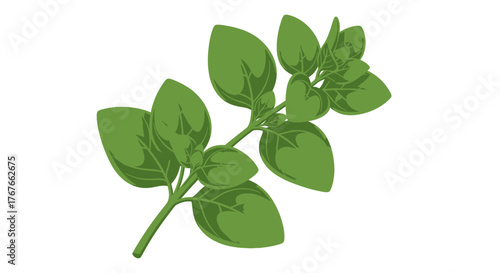 Stylized sprig of fresh oregano on white backdrop, perfect for culinary designs or herb related