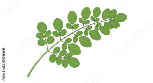 Botanical illustration of moringa oleifera leaves on a white background displaying simplicity and