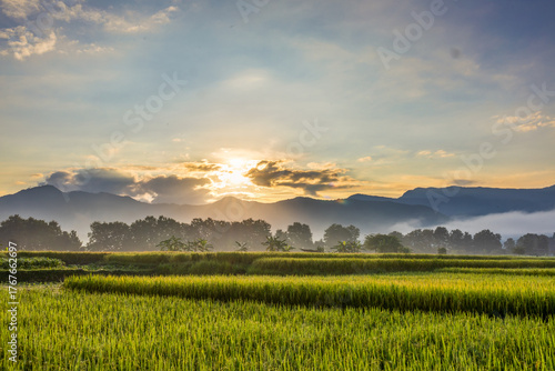 Lush Green Rice Field with Mountains and Morning Sun