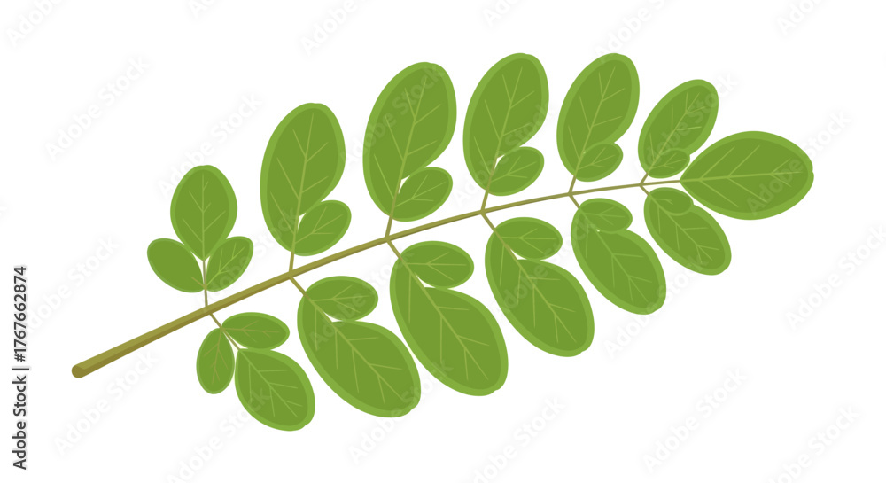 Obraz premium Stylized illustration of a vibrant green acacia branch with multiple leaflets