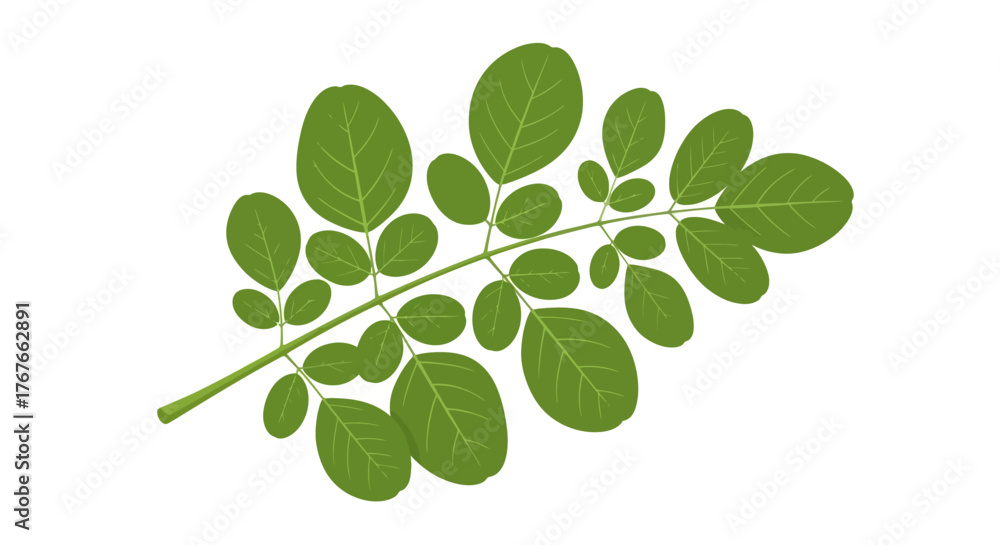 Fototapeta premium Elegant leafy branch on white backdrop evoking calmness and the beauty of nature