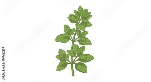 Delicate oregano sprig illustration on a white backdrop creating a serene botanical artpiece