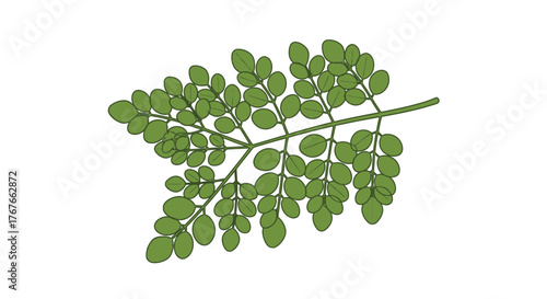 Moringa oleifera leaf illustration with detailed venation and vibrant green hues showcasing