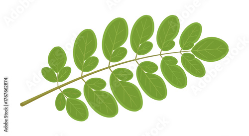Stylized illustration of a vibrant green acacia branch with multiple leaflets