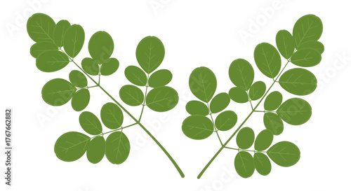 Elegant composition showcasing stylized moringa leaves on a pristine white backdrop, botanical theme