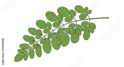 Delicate moringa branch illustration with symmetrical leaflets against a stark white backdrop
