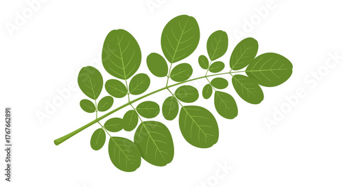Elegant leafy branch on white backdrop evoking calmness and the beauty of nature