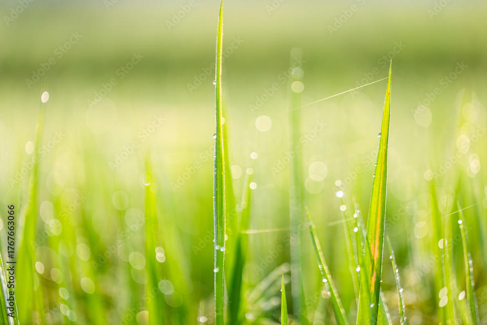 Obraz premium Spiderweb with Dew Drops in a Rice Field