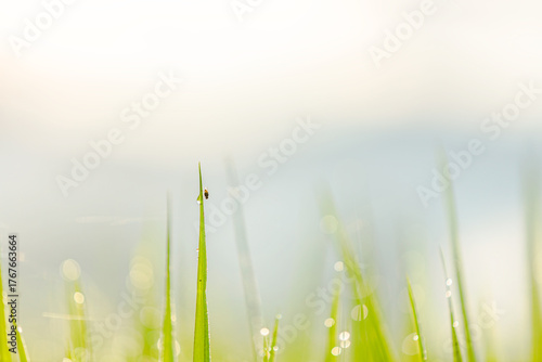 Spiderweb with Dew Drops in a Rice Field