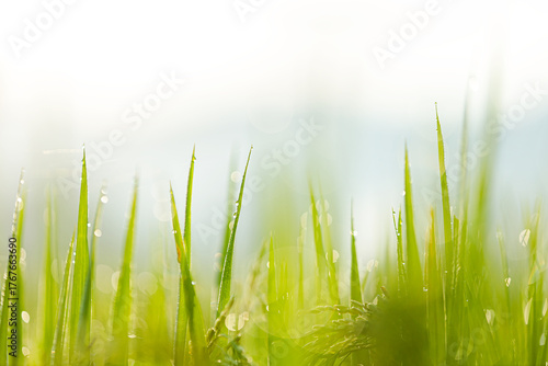 Spiderweb with Dew Drops in a Rice Field