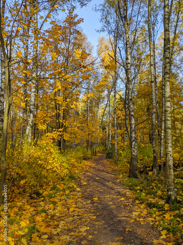 Fototapeta premium Autumn park, trees with yellow leaves