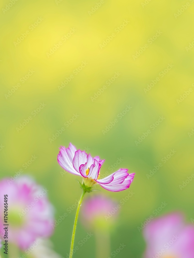 Fototapeta premium 鮮やかでかわいいピンクの縁取りのコスモスのポートレート。黄色いコスモスの背景。自然風景。縦構図。コピースペース