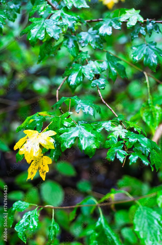 Obraz premium Wet Maple Leaves with Yellow Autumnal Leaves