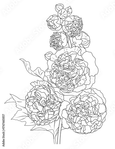 Double Hollyhock ink illustration