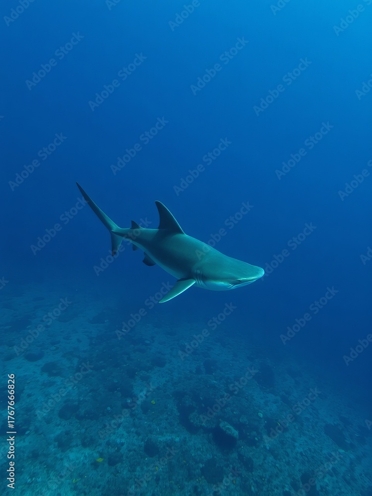 Fototapeta premium A sleek grey shark gracefully glides through the deep blue ocean waters, its streamlined body a testament to its predatory prowess in the marine environment.