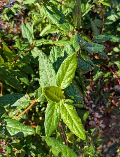 Wallpaper Mural Vista de cerca de hojas de arbusto con gotas de lluvia en jardín de parque público Torontodigital.ca