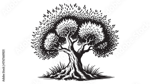 A detailed black and white artistic illustration of a mature olive tree