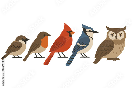Collection of common North American backyard birds including robin, cardinal, blue jay, and sparrow standing together