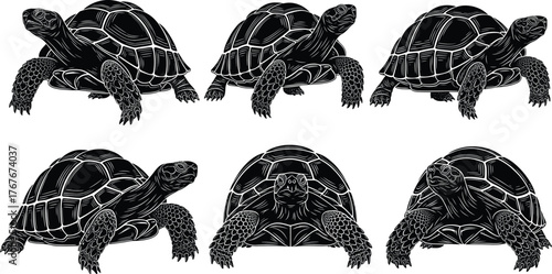 Tortoise silhouette vector illustration, black and white, reptile poses, shell texture, slow animal icons, wildlife theme, nature design, educational graphic art