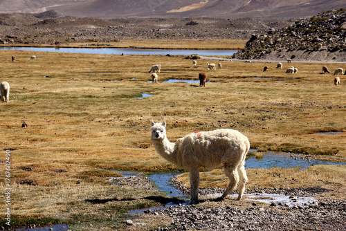 View of Lauca National Park, Chile
