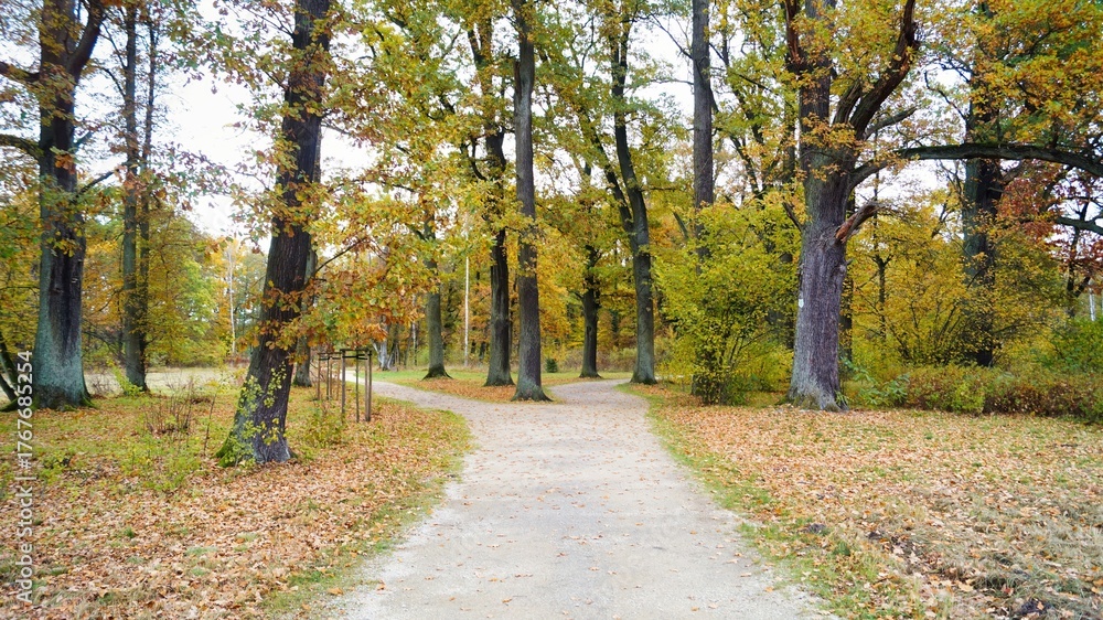 Obraz premium autumn