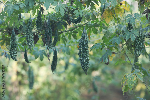 Bitter gourd or bitter melon,momordica charantia on vine plant
