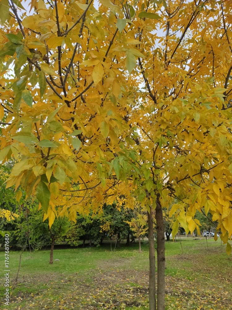 Naklejka premium Vibrant yellow leaves on trees in a serene park during autumn afternoon
