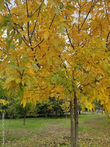 Vibrant yellow leaves on trees in a serene park during autumn afternoon