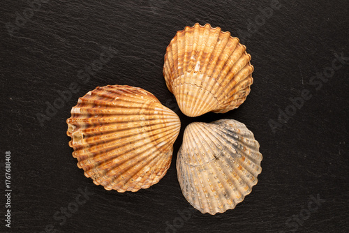 Seashells on slate stone, macro, top view.