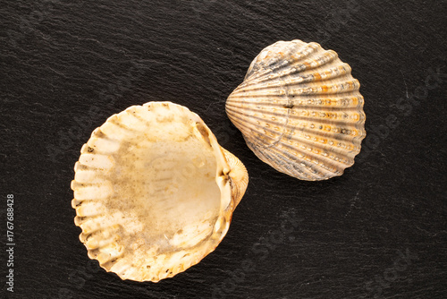 Seashells on slate stone, macro, top view.
