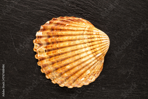 Seashells on slate stone, macro, top view.