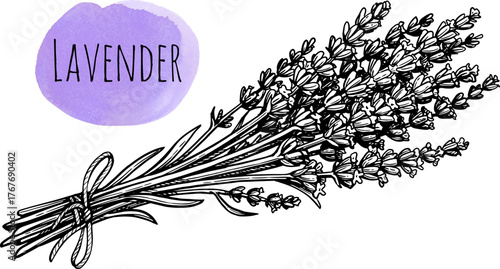 Lavender bundle ink sketch.