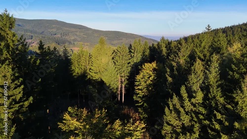 A drone flies over a pine forest in the mountains of Redwood National Park, California, USA. A picturesque autumn forested mountain range. Morning forest landscape, 4K video.