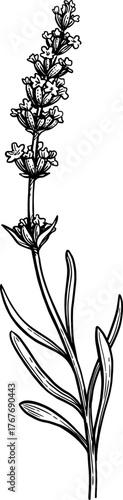 Lavender sprig ink sketch.