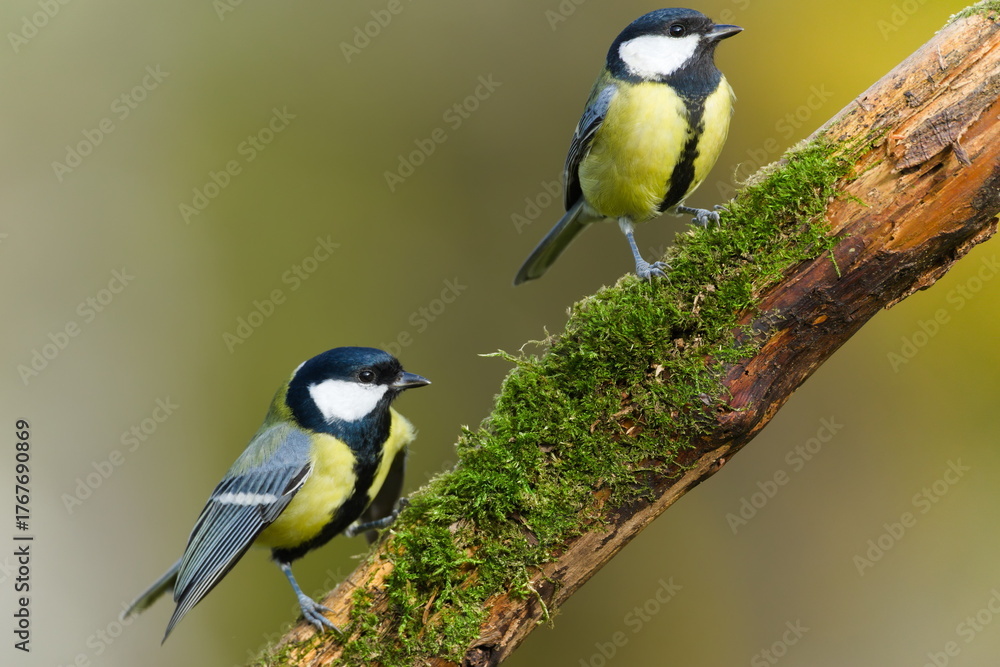 Fototapeta premium Great Tits (Parus major) perched on an old moss-covered branch — common bird species in the Czech Republic.