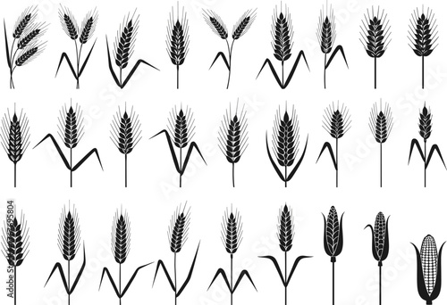 Wheat and corn silhouettes collection, agricultural crop illustration set, farming harvest artwork, botanical food design, cad drawing flat vector design