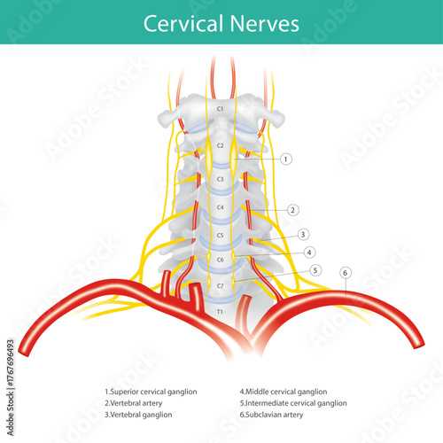 This diagram illustrates the detailed structure of a duplicated chromosome, including its key components. It shows the X-shape composed of two identical sister chromatids (6) joined at the centromere 