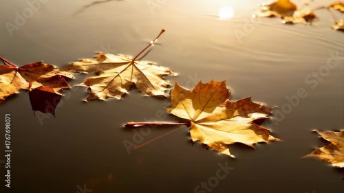 Golden Maple Leaves Floating on Calm Water Surface with Gentle Ripples and Soft Sunlight Illumination