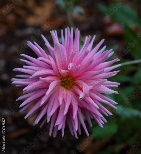 Pink Dahlias in Full Bloom