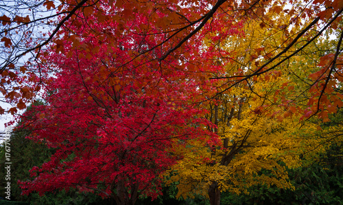 Magnificent Colors of Fall