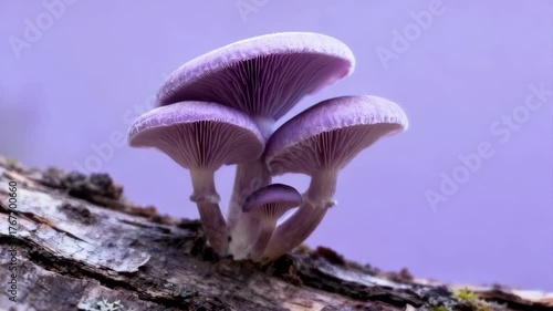 Group Of Purple Mushrooms Growing On A Textured Tree Branch With A Soft Lilac Background In Natural Light