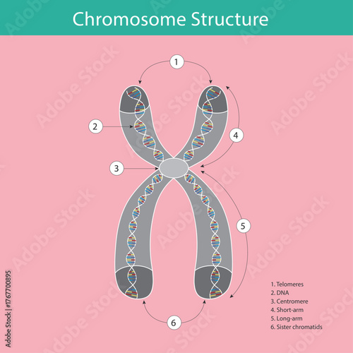 This diagram illustrates the detailed structure of a duplicated chromosome, including its key components. It shows the X-shape composed of two identical sister chromatids (6) joined at the centromere 